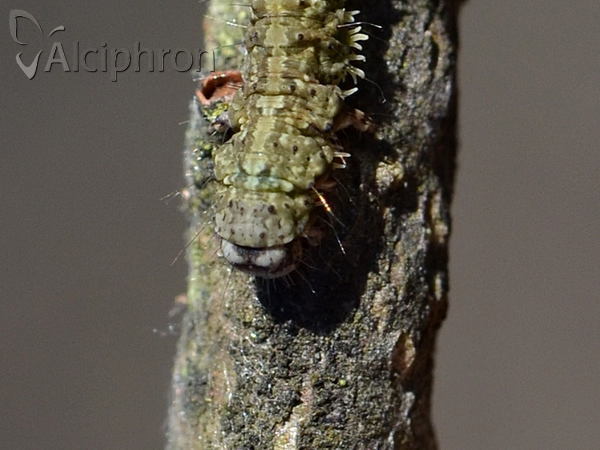 Laspeyria flexula