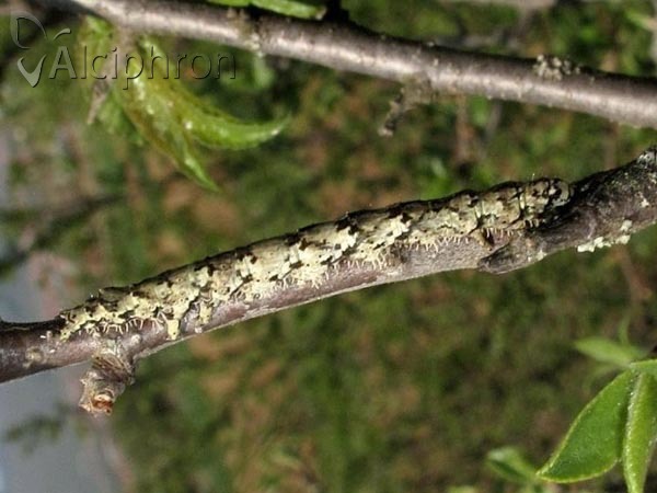 Laspeyria flexula