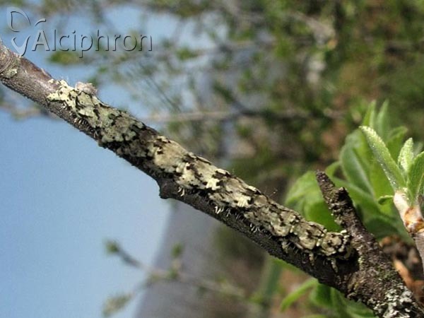 Laspeyria flexula