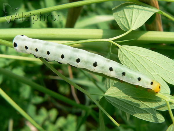 Calyptra thalictri