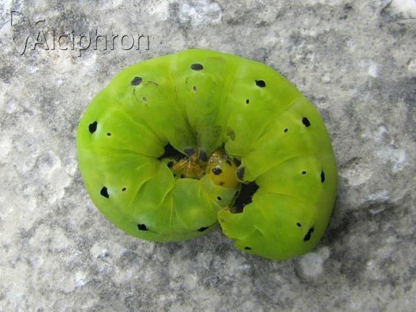 Calyptra thalictri