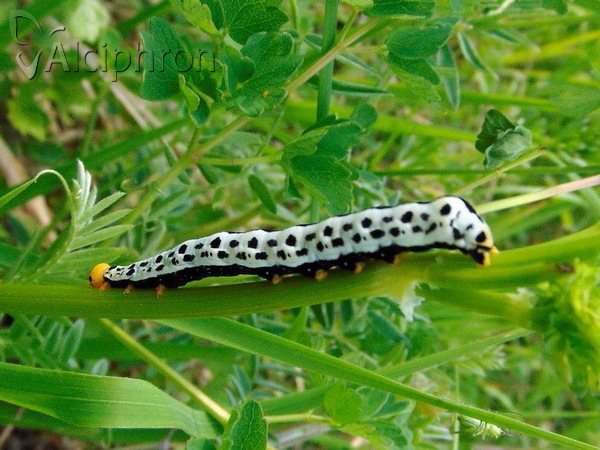 Calyptra thalictri