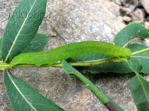 Scoliopteryx libatrix