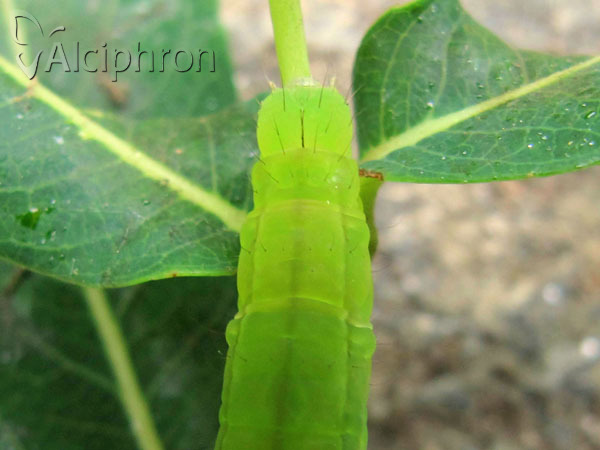 Scoliopteryx libatrix