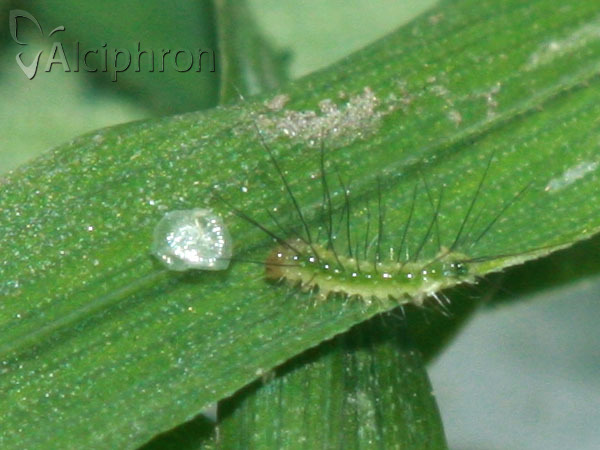 Rivula sericealis
