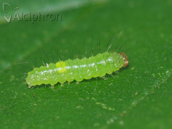 Rivula sericealis