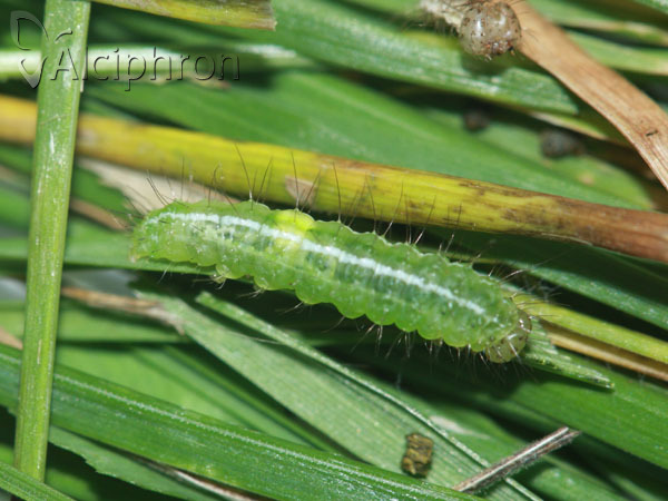 Rivula sericealis