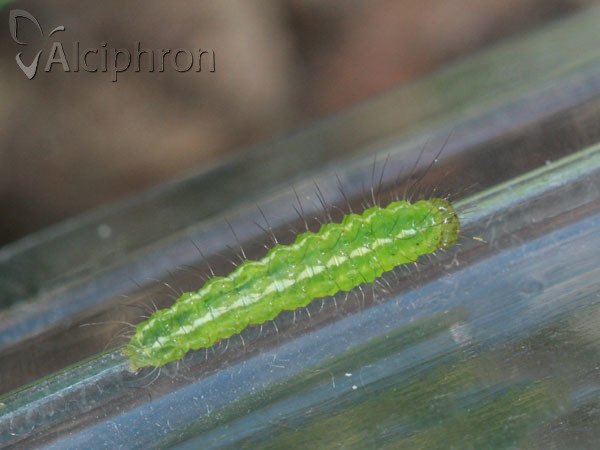 Rivula sericealis