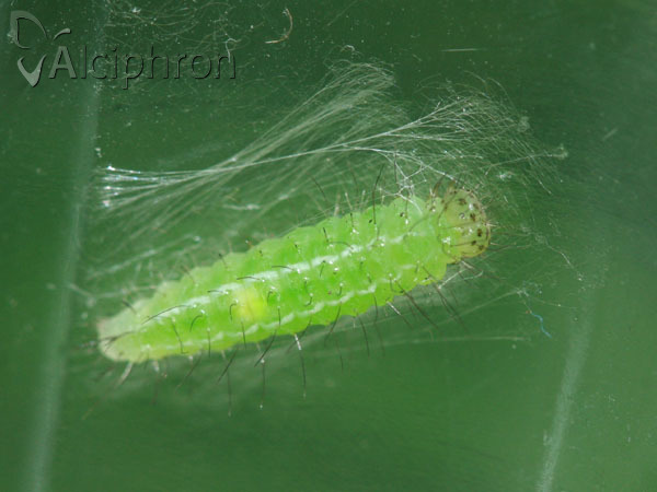 Rivula sericealis