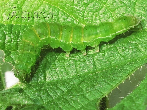 Hypena proboscidalis