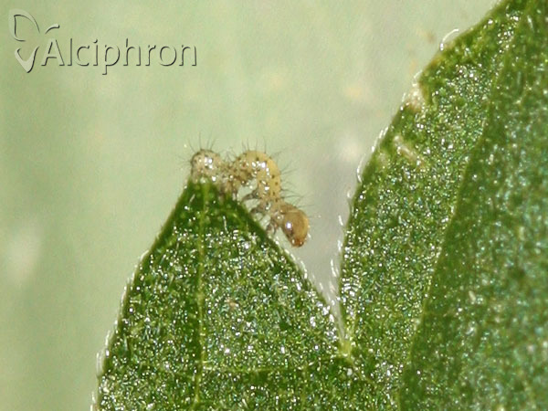 Herminia tarsicrinalis