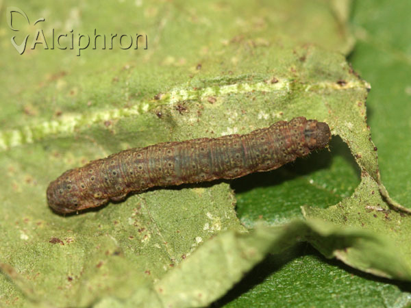 Herminia tarsicrinalis