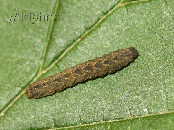 Herminia tarsicrinalis