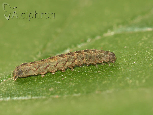 Herminia tarsicrinalis