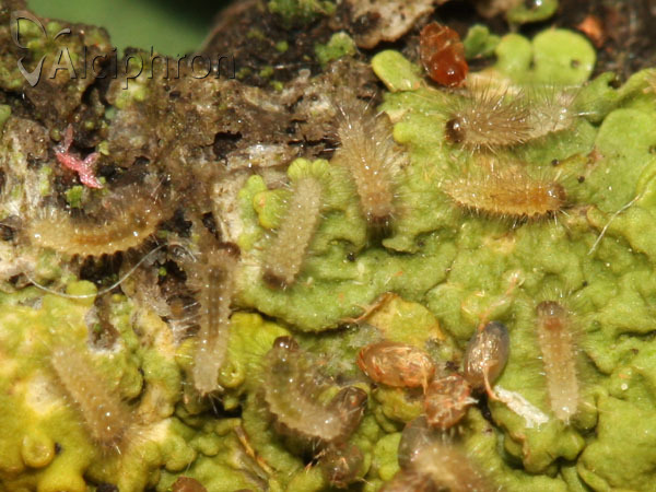 Miltochrista miniata