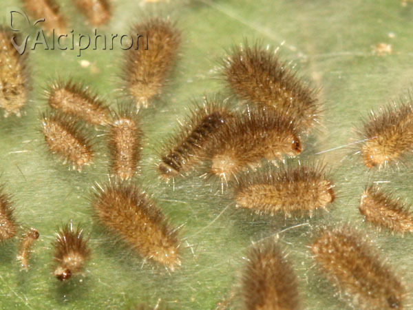 Miltochrista miniata