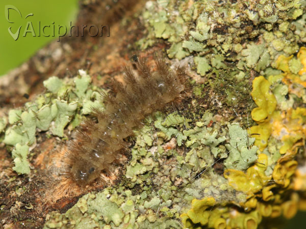 Miltochrista miniata