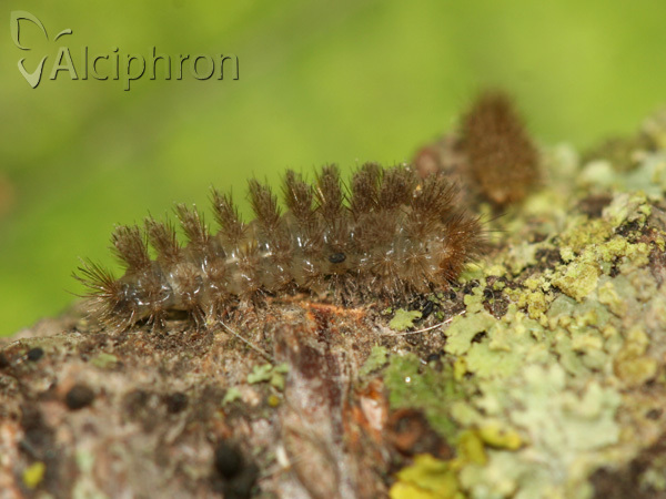 Miltochrista miniata