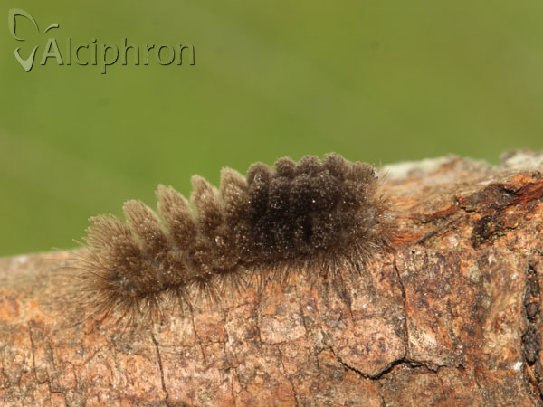 Miltochrista miniata