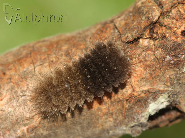 Miltochrista miniata