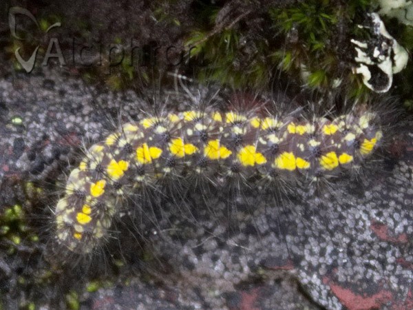 Setina irrorella