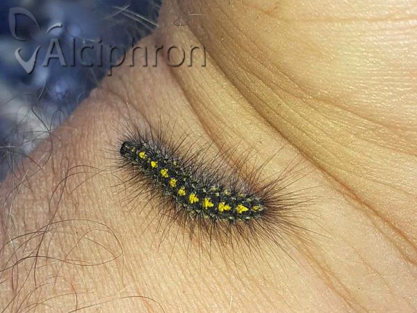Setina irrorella