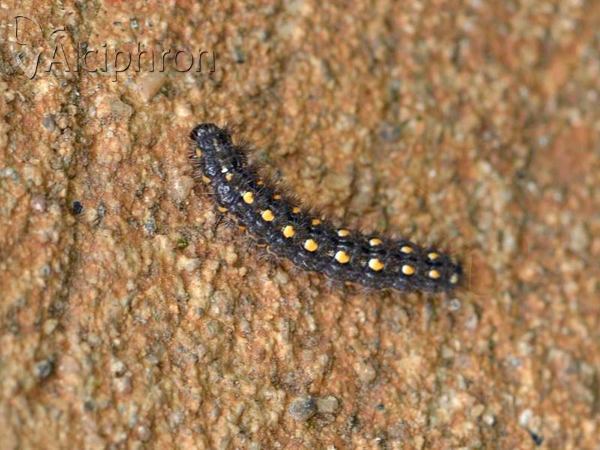 Eilema complana