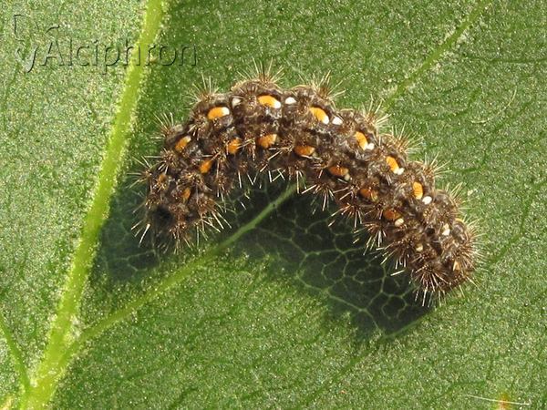 Eilema complana