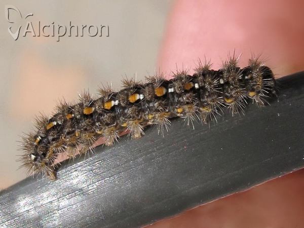 Eilema complana