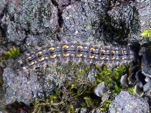 Eilema complana