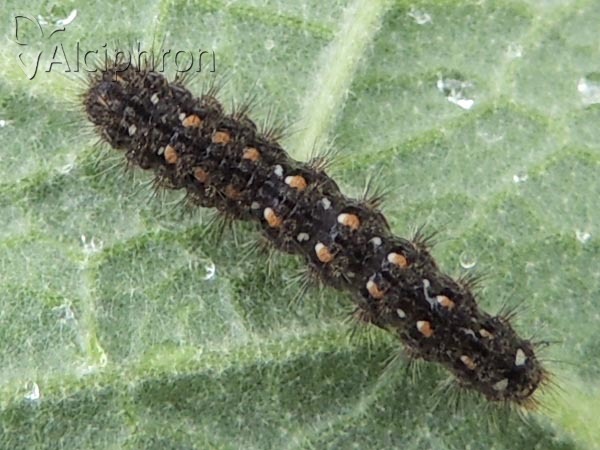 Eilema complana