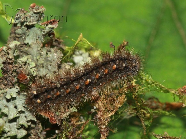 Eilema complana