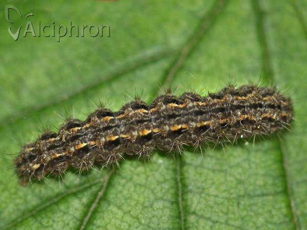 Eilema caniola