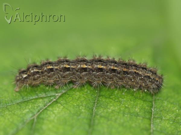 Eilema caniola