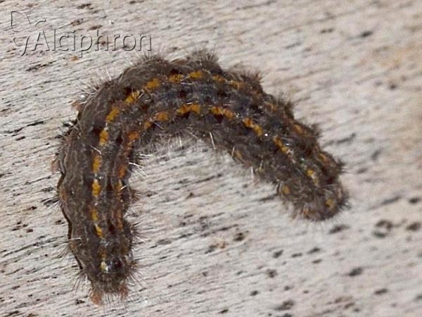 Eilema caniola