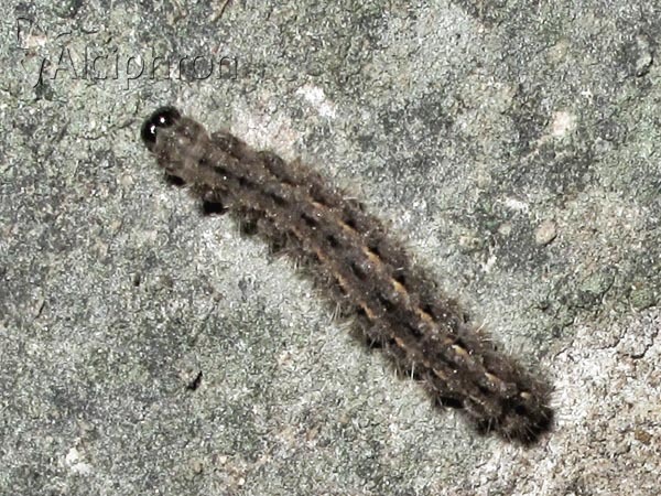 Eilema caniola