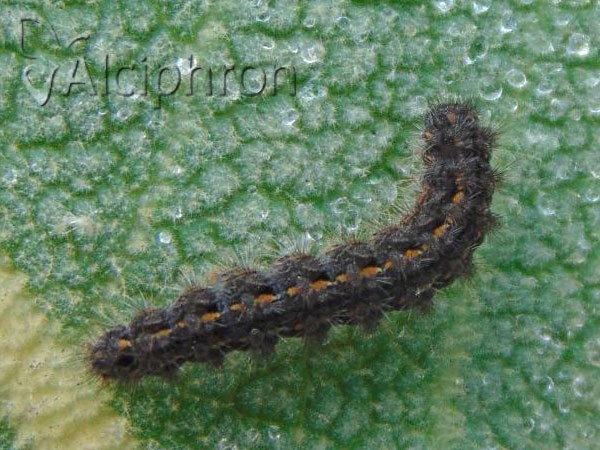 Eilema caniola