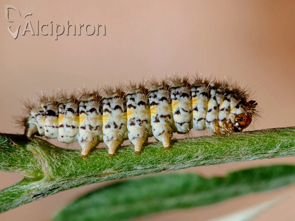 Eilema palliatella