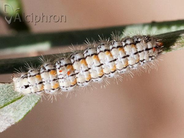 Eilema palliatella