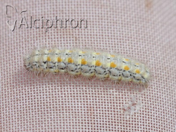 Eilema palliatella