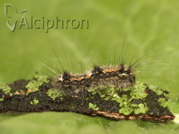 Eilema sororcula