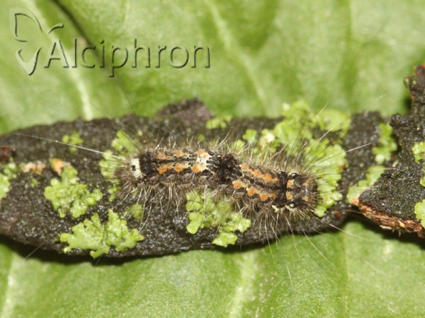 Eilema sororcula