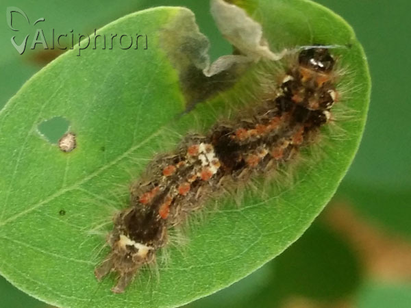 Eilema sororcula