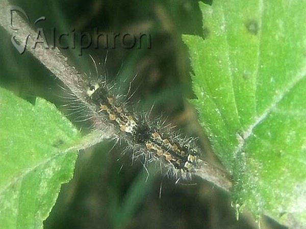 Eilema sororcula
