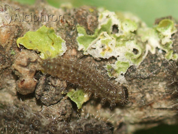 Pelosia muscerda