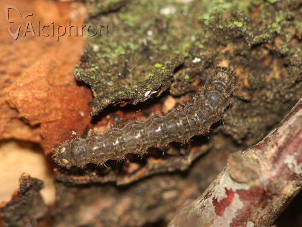 Pelosia muscerda