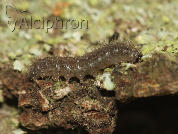 Pelosia muscerda