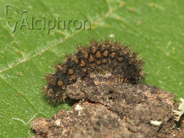 Pelosia muscerda