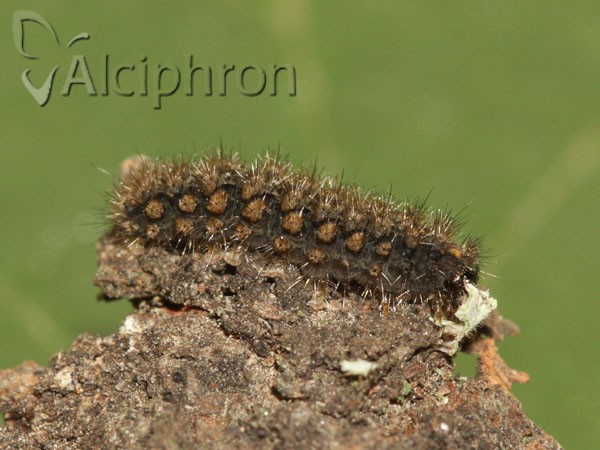 Pelosia muscerda