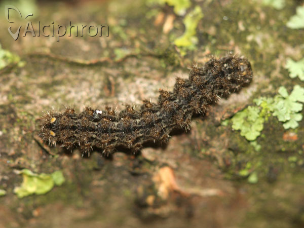 Pelosia muscerda